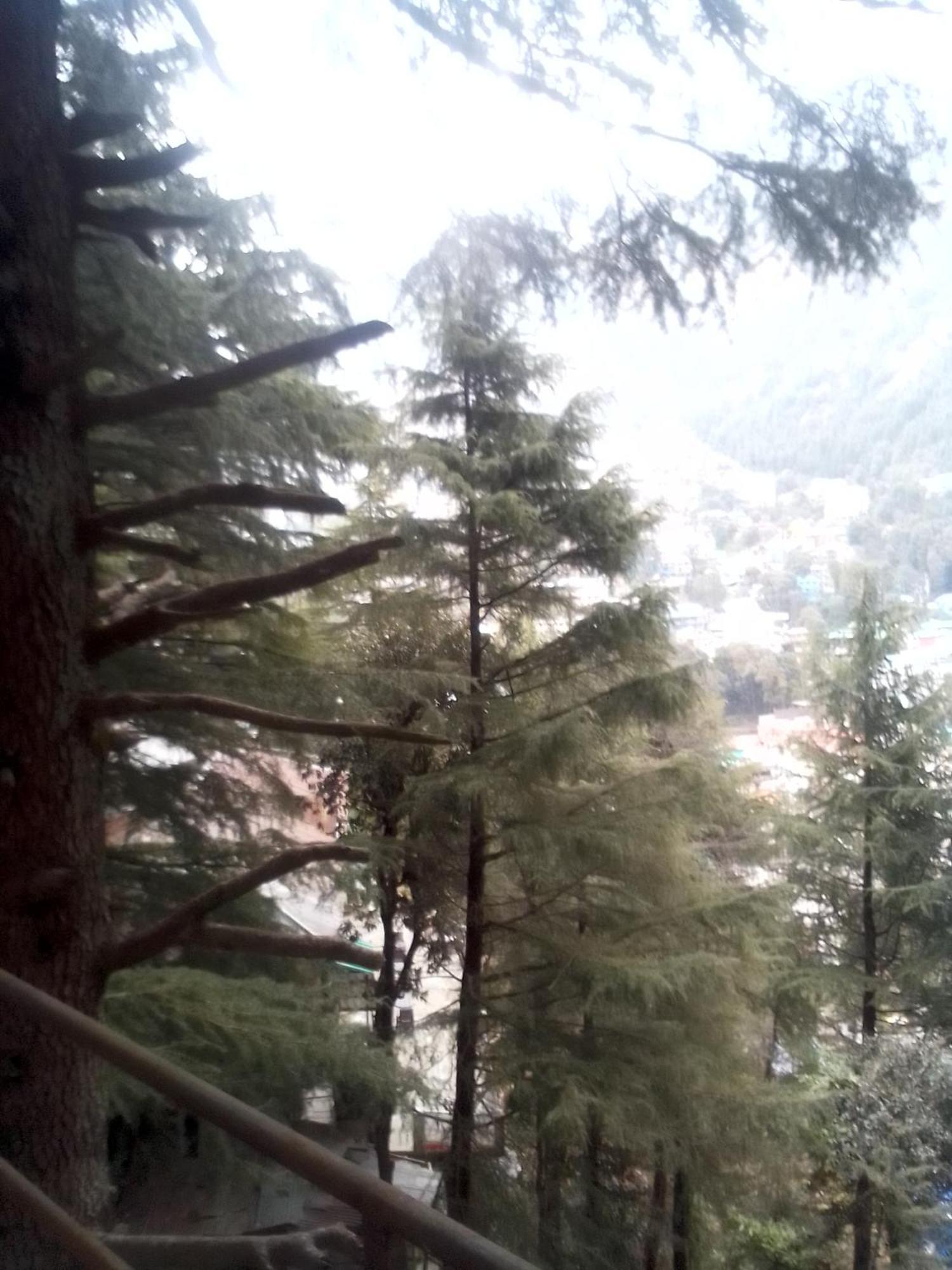 بيت شباب Himalayan Triund Trekking And Mountain View دارامشالا المظهر الخارجي الصورة